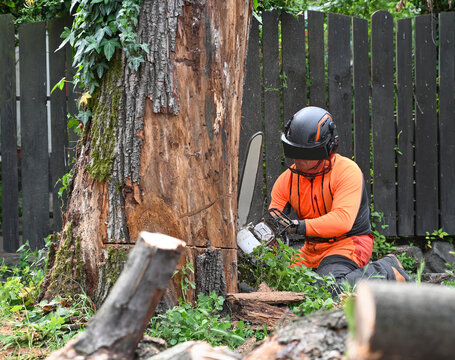 Arborist Cutting Tree Trunk with Chainsaw