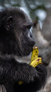 View of a chimpanzee with dark fur, holding and eating a yellow banana, with a blurred background, Conkouati, Congo.