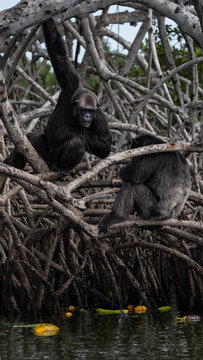 View of gorillas amidst tangled roots and tranquil waters, a glimpse into the heart of the Congo's wild beauty, Conkouati, Congo.