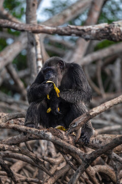 View of chimpanzee enjoys a vibrant yellow banana amidst the intricate network of mangrove roots, a scene of serene wildlife, Conkouati, Congo.
