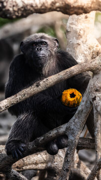 View of a chimpanzee with dark fur sits nestled among the sun-drenched branches, a vibrant yellow fruit clutched in its hand, Conkouati, Congo.