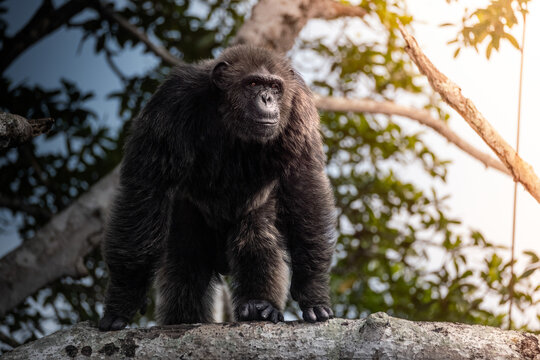 View of a chimpanzee with its dark fur standing on a sturdy branch against a backdrop of lush green leaves and a sky touched by the sun, Conkouati, Congo.
