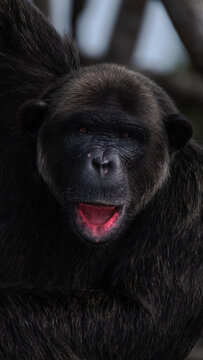 View of a black monkey's dark fur contrasting with the bright pink of its open mouth, a striking study in nature's palette, Conkouati, Congo.