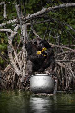 View of a gorilla perches atop a weathered metal pot amidst the tranquil waters, framed by the tangled roots and lush foliage, Conkouati, Congo.