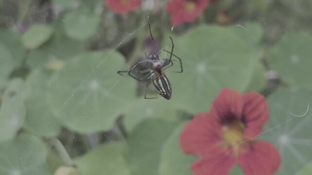 silver-sided spider hanging upside down from a silk thread in a garden