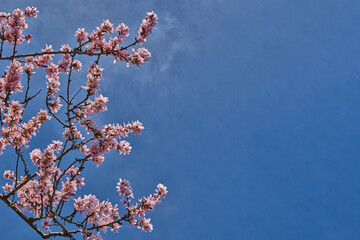 Blooming almond tree branch with delicate pink flowers against clear blue sky with large copy space. Spring nature background representing seasonal blossom and Mediterranean countryside. © Ekaterina