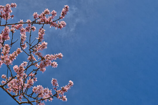 Blooming almond tree branch with delicate pink flowers against clear blue sky with large copy space. Spring nature background representing seasonal blossom and Mediterranean countryside.