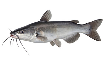 Obraz premium Freshwater catfish isolated on white background, detailed fish anatomy close-up