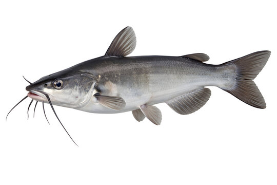 Freshwater catfish isolated on white background, detailed fish anatomy close-up