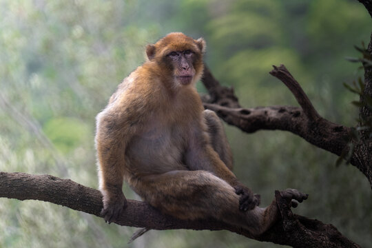 View of a Barbary macaque perched casually on a branch, its gaze fixed forward amidst the lush greenery of the Algerian landscape, Bejaja, Algeria.