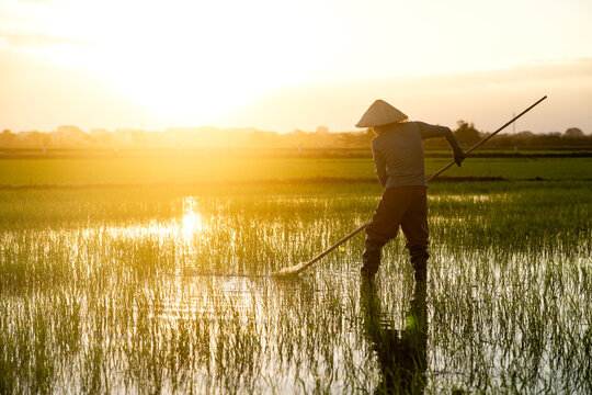 View of a rice farmer working in a flooded field under the glow of the setting sun, casting long shadows and creating a golden hue over the landscape, Hoi An, Quang Nam, Vietnam.