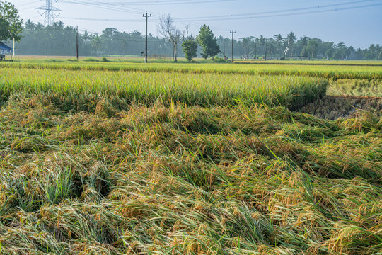 view of golden rice plants flattened by heavy rain and wind in a rural field, representing agricultural challenges and crop loss