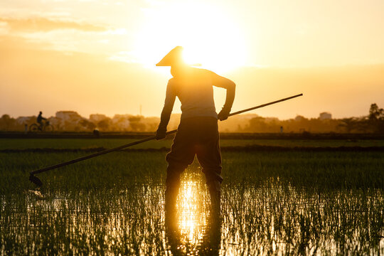 View of a silhouetted rice farmer with a conical hat works the flooded paddy fields as the sun blazes behind him, Quang Nam, Vietnam, Hoi An, Quang Nam, Vietnam.
