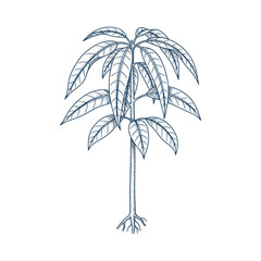 Fototapeta premium Mango tree sapling with young leaves and roots for agricultural planting concept line art vector