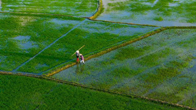 Aerial view of agricultural workers toiling in flooded rice paddies, their figures mirrored in the water, Hoi An, Quang Nam, Vietnam.