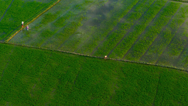Aerial view of emerald rice paddies reflecting the sky, with farmers tending the fields, creating a vibrant tapestry of life and agriculture, Hoi An, Quang Nam, Vietnam.