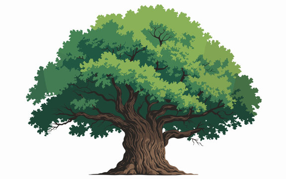 Stately ancient oak tree with thick gnarled trunk and lush green foliage canopy isolated on white background, majestic deciduous hardwood timber symbol of nature strength longevity ecology symbol grap