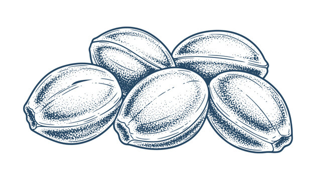 Coriander seeds group vector illustration isolated on transparent background hand drawn spice sketch