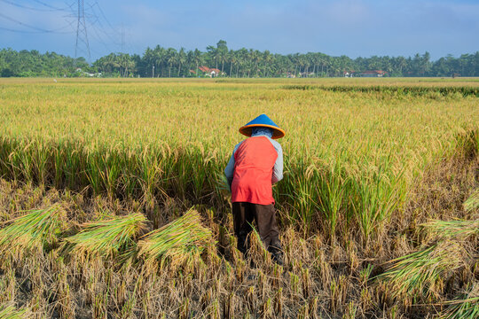 Traditional rice harvest in Indonesia featuring farmers in conical hats cutting golden paddy fields under a clear blue sky, perfect for agriculture, rural life, and food production themes