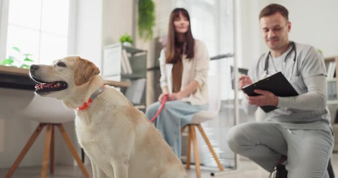 Dog labrador with veterinarian at clinic consultation. Vet writes notes as owner holds leash while dog sits calmly for checkup. Light interior shows pet care. Clear trust and support concept.