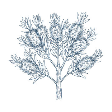 Callistemon bottle brush tree plant with characteristic flower spikes isolated vector illustration