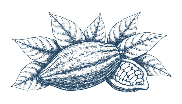 Cocoa pod with leaves and seeds inside, exotic fruit vector illustration