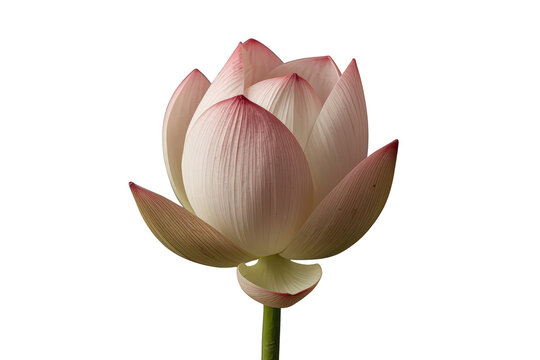 Pink lotus flower bud displaying purity and spiritual enlightenment, nelumbo nucifera blossom with transparent background