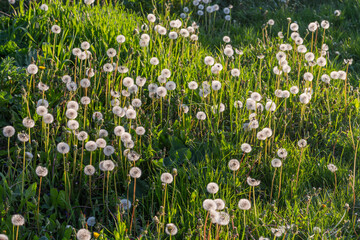 Dandelions with downy seed heads among the grass on meadow © An-T