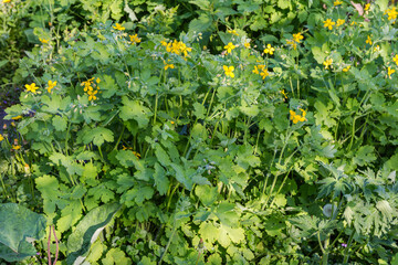 Fototapeta premium Blooming greater celandine in sunny spring morning
