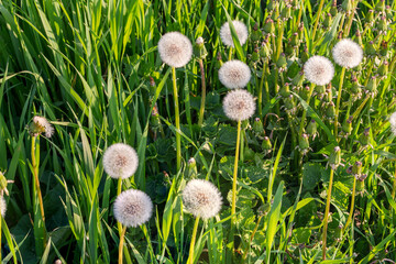 Dandelions with downy seed heads among tall grass close-up © An-T