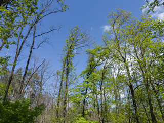 Fototapeta premium High oaks tops and other trees in forest against sky