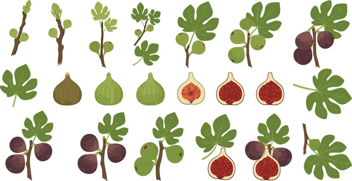 Fig tree vector set with leaves, branches and ripe fruits, whole and sliced figs botanical collection isolated on white background illustration