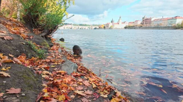 Nutria slowly walks along water's edge through vibrant autumn leaves against backdrop of Old Prague on sunny day. Slow motion of Coypu walking on Vltava River bank covered in vivid fall foliage.
