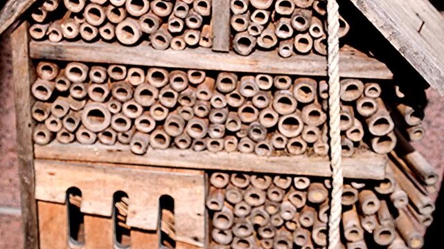  European orchid bee flies into an insect hotel
