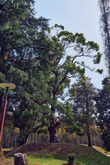 Fototapeta premium Tree in a green park with dense foliage and wide trunk against pale sky, natural sunlit landscape with grassy mound, surrounding trees and a vintage lamp beside a pathway.