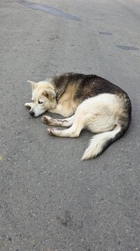 Serene Dog Lying Comfortably On Pavement. Silent Urban Scene Showing Relaxed Dog On Asphalt Surface. Calm Dog Curled Up Asleep On Street Beneath Gentle Sunlight In Deserted Neighborhood