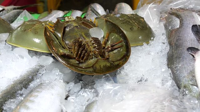 Horseshoe crabs and seafood fresh from the sea in Trat morning market The fishermen will bring it to the shops in the market on a day-to-day basis