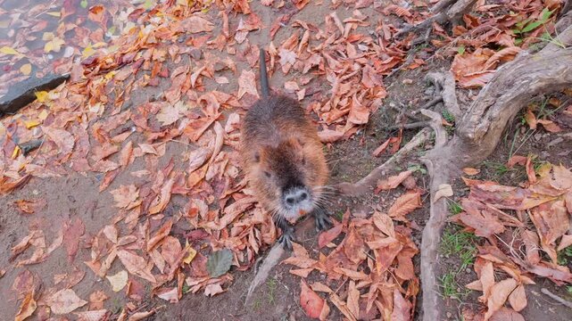Wet coypu stands with its front paws on crooked tree roots and looks curiously at camera. Close-up of nutria standing on steep riverbank covered in autumn leaves and looking into lens, top view