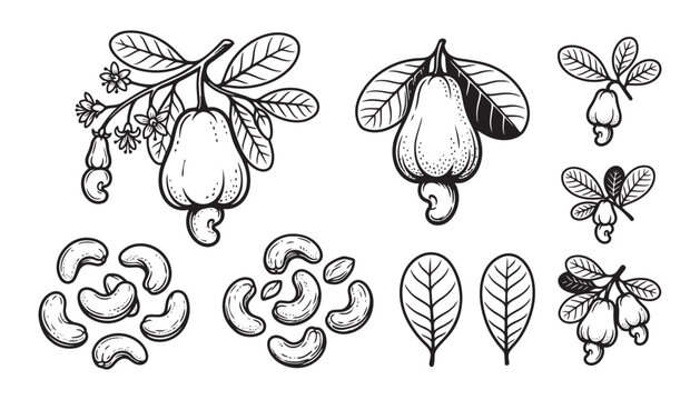 Cashew vector illustration showing plant with nuts, leaves, and separated roasted kernels