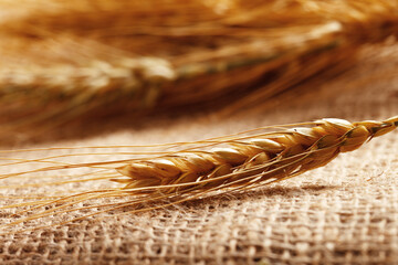 Naklejka premium Wheat stalks on burlap fabric in a close-up view at a farm setting during daytime