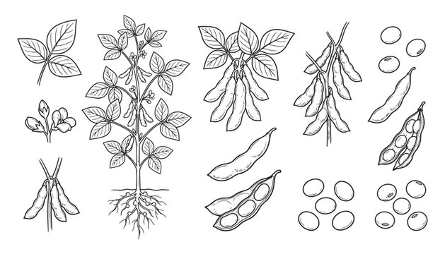 Soybean plant and pods illustration vector art