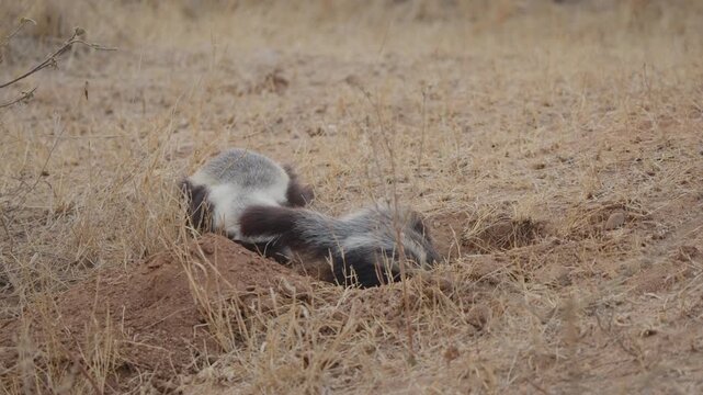 Honey badger digs burrow in slow motion while another badger watches behind on dry savanna in Kruger National Park, South Africa. Wildlife behavior, foraging, claws, dust.