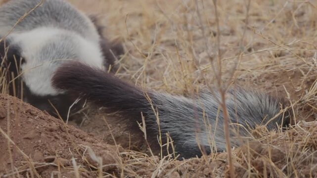 Honey badger digging a burrow in slow motion close up, powerful forepaws throwing soil as a second badger waits behind in dry grassland habitat.