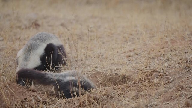 Honey badger digging burrow in slow motion on dry savanna ground, while a second honey badger approaches from behind, showing natural behavior, foraging, and burrowing instincts.