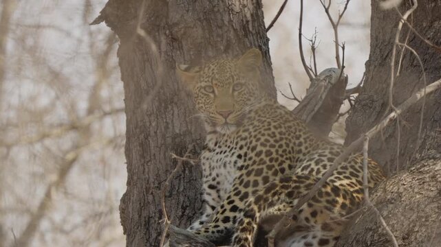 Leopard slow motion close-up stares at camera while resting in tree fork, visible breathing and alert eyes in African savanna woodland wildlife portrait.
