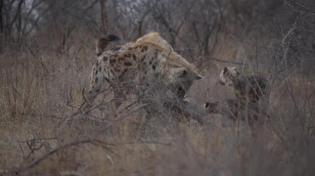 Spotted hyena pack moves through dry savanna scrub as adults and a young cub travel together. Left panning tracking shot shows wild predators in natural habitat.