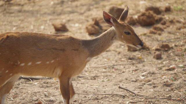 Bushbuck antelope walks left to right then lowers head to forage and sniff the ground in Kruger National Park, South Africa. Natural wildlife behavior in dry savanna habitat.