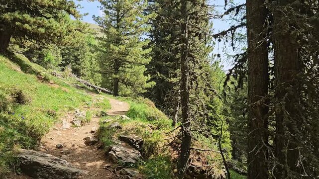 Scenic larch forest walk in the Italian Dolomites.