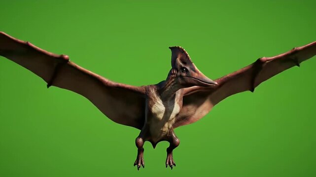 Realistic Pteranodon full body takeoff pose loop with wide wings isolated on green screen background high detail for visual effects and animation