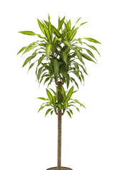 Fototapeta premium Dracaena plant with green leaves isolated on transparent background